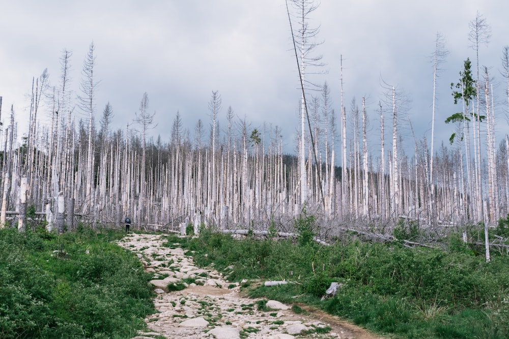 a path through a forest with lots of dead trees