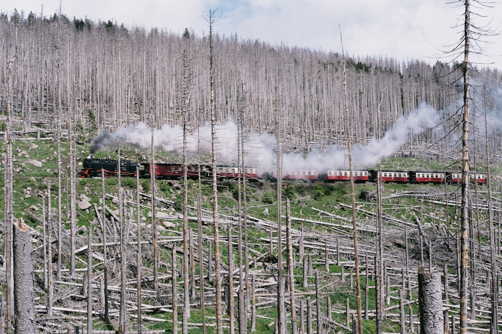 a train traveling through a forest filled with trees