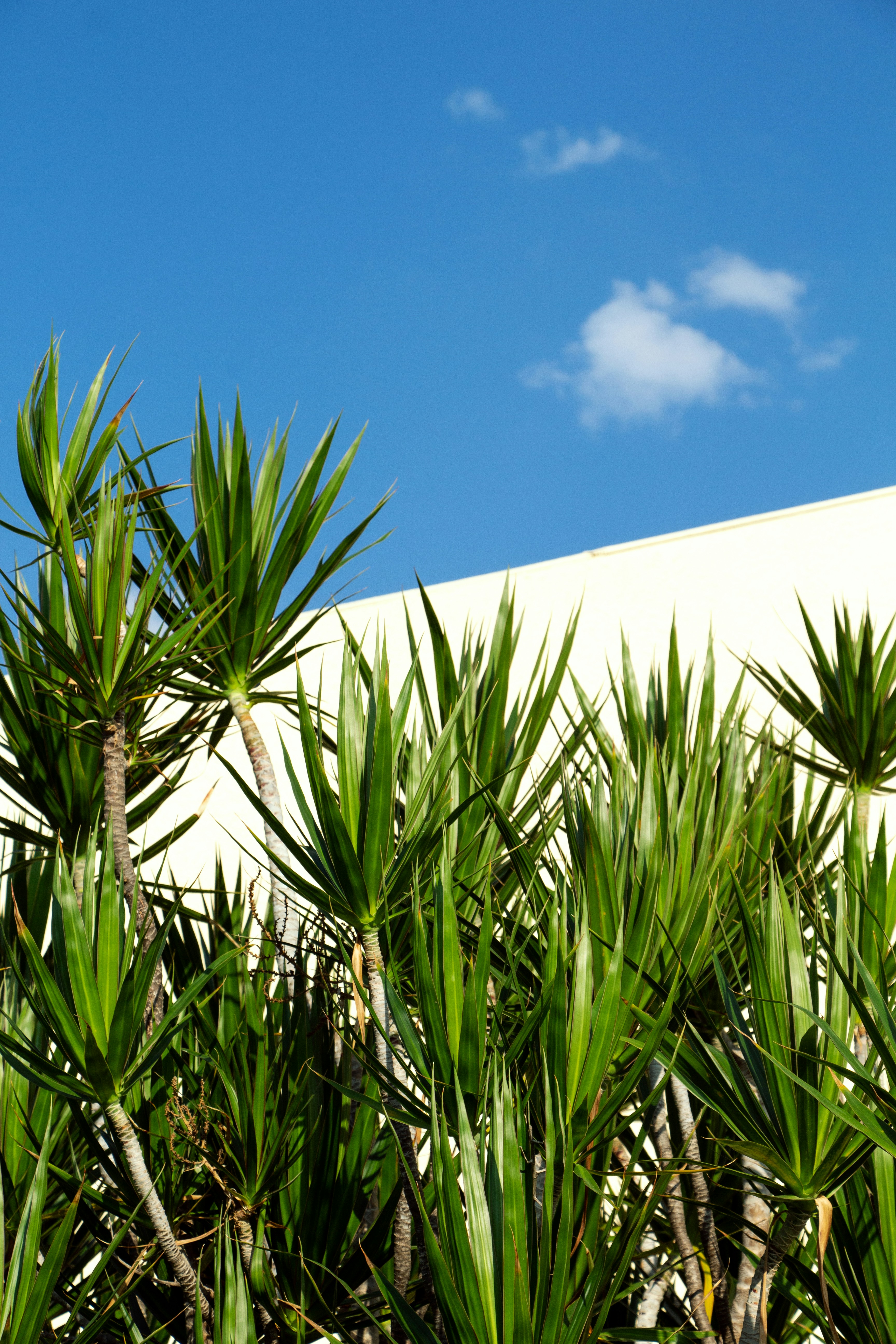 a blue sky and some green plants and a building