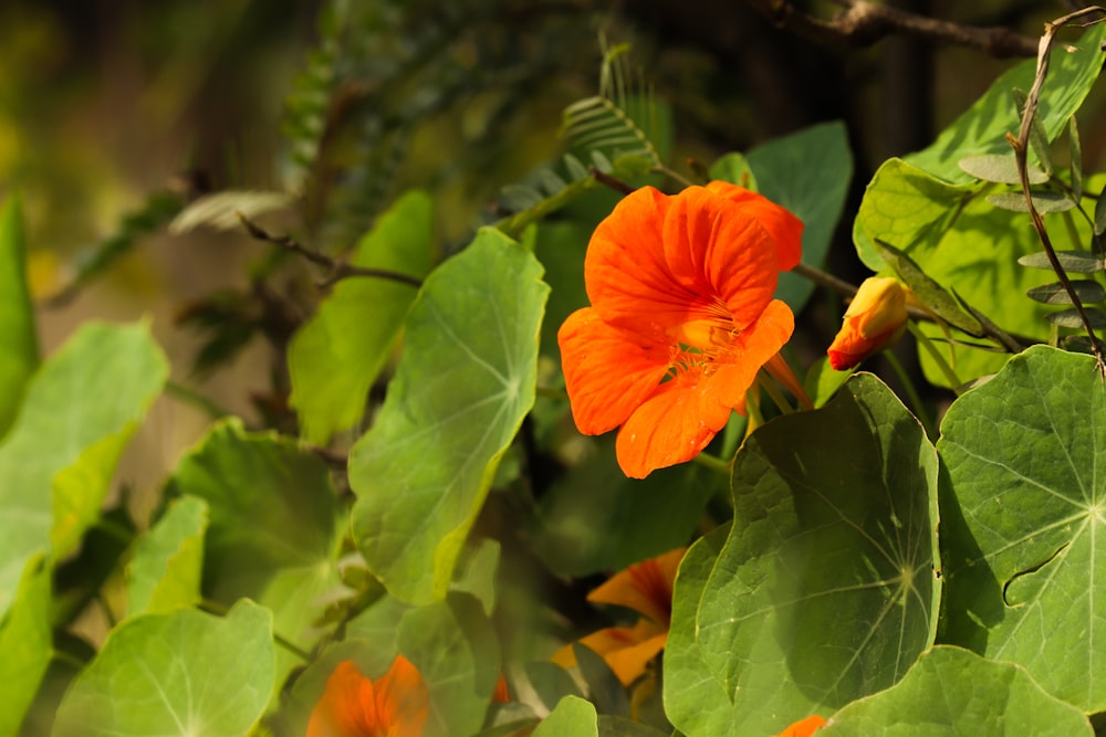 a bright orange flower surrounded by green leaves