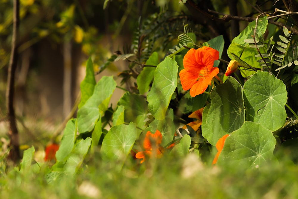 a flower that is sitting in the grass