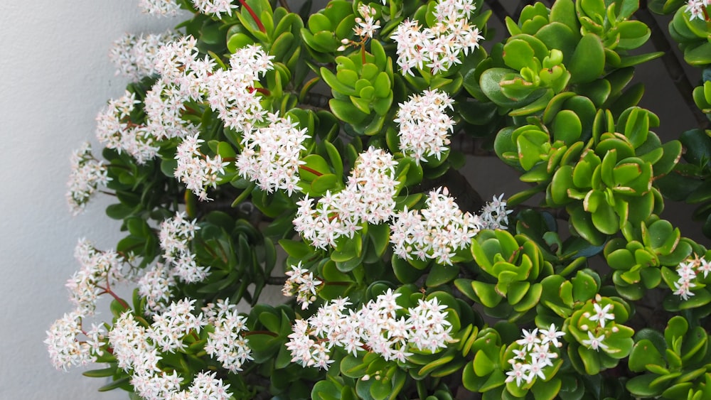 a close up of a plant with white flowers