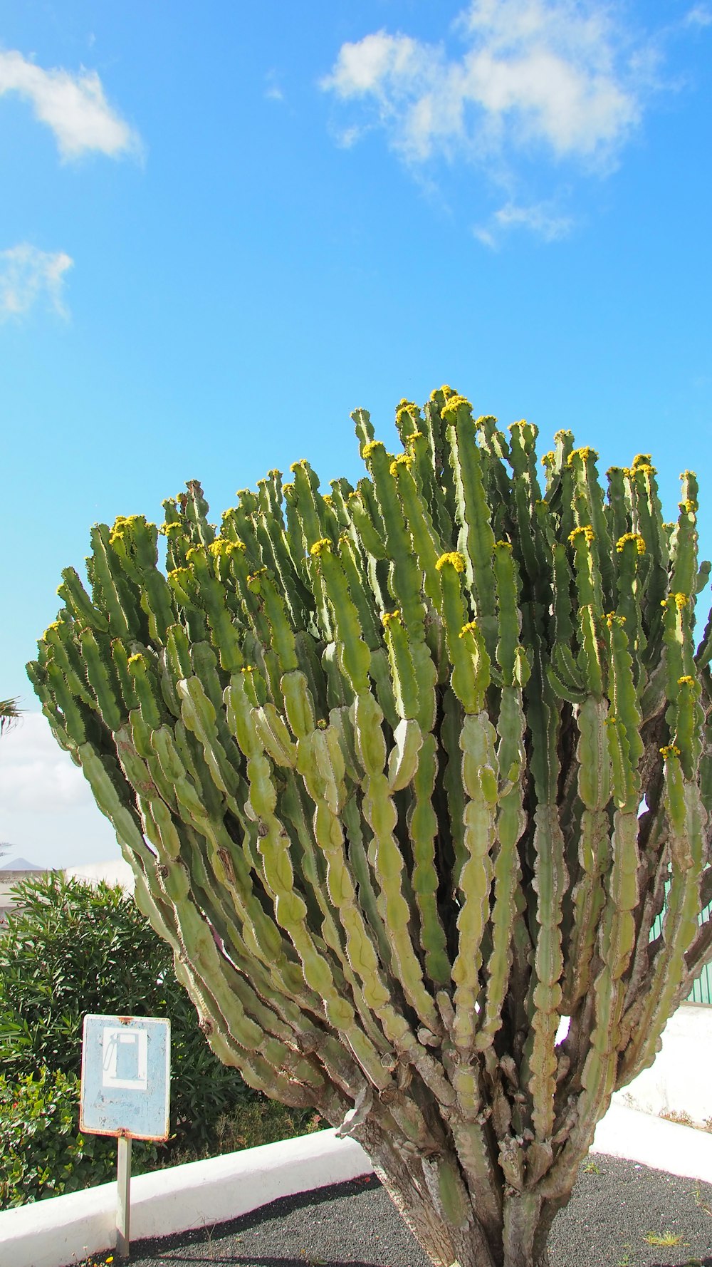 a large green cactus with yellow flowers on a sunny day