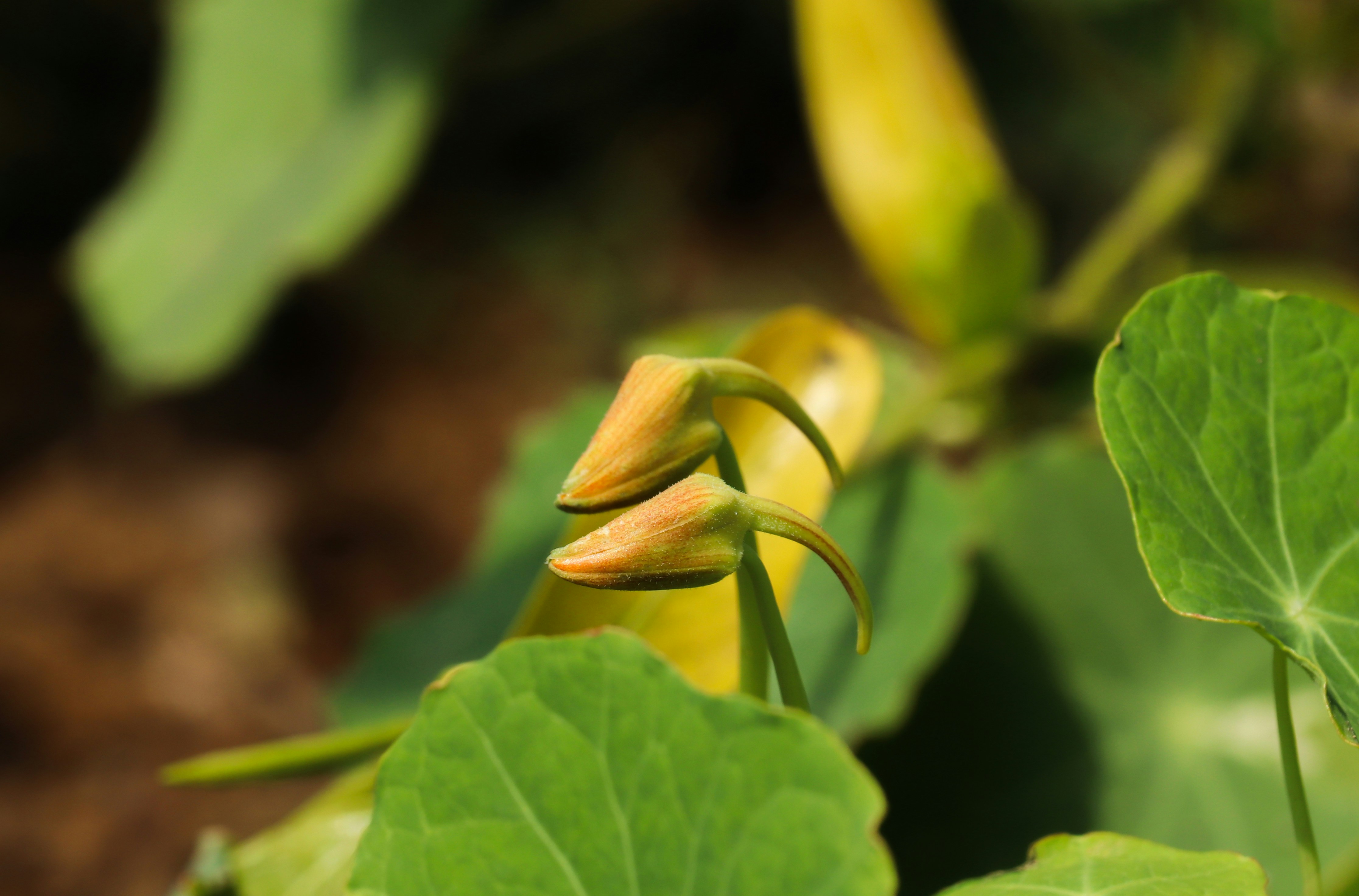 Photo by saurabhkumar4525