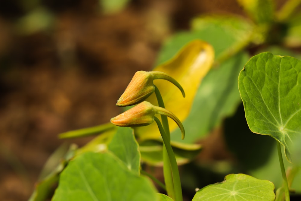 a close up of a flower on a plant