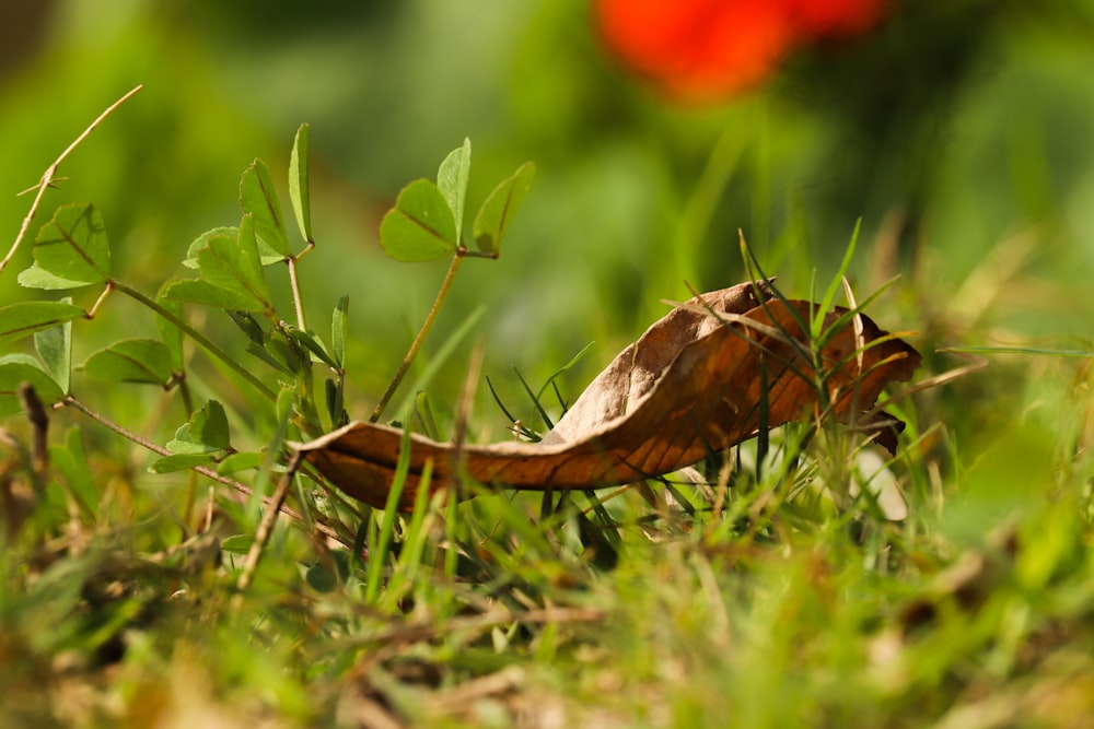 a bug crawling in the grass next to a flower