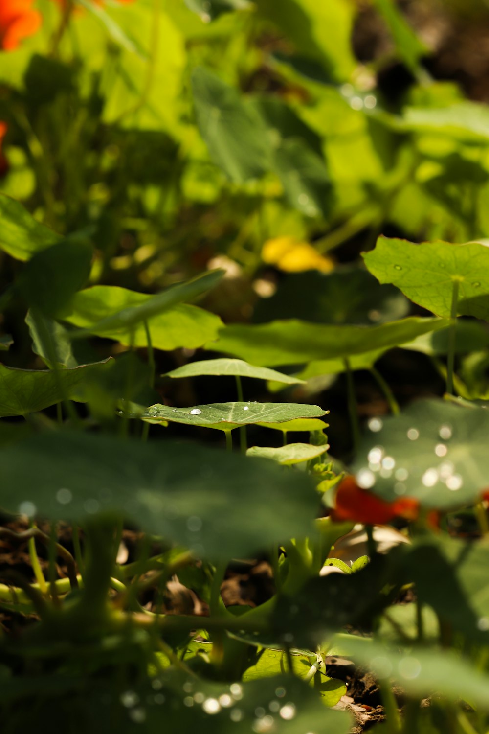 a close up of a plant with water droplets on it