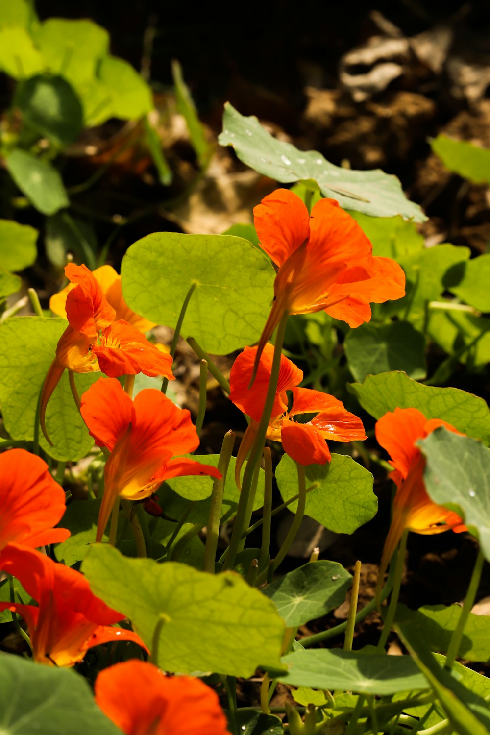 a group of flowers that are in the grass