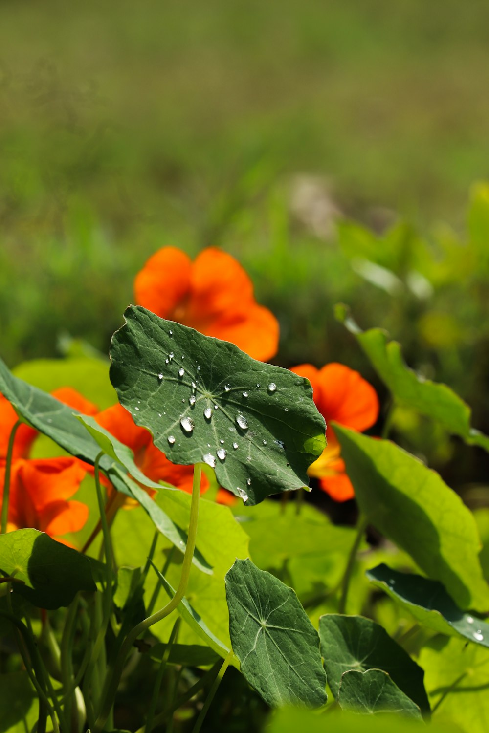 a group of orange flowers with water droplets on them