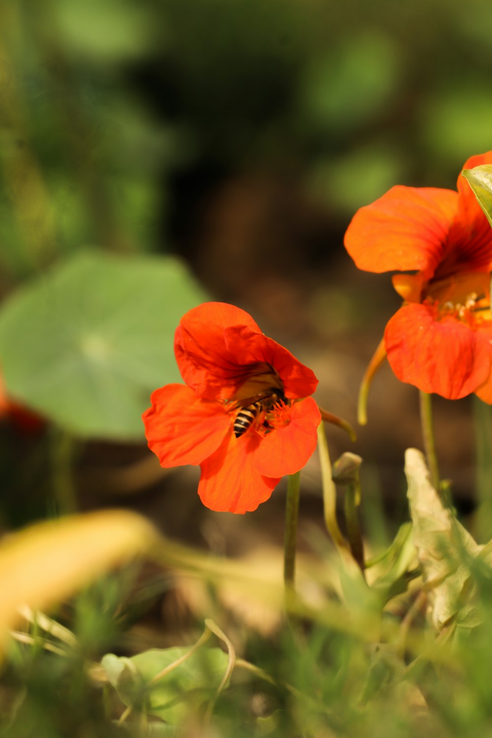 two orange flowers with a bee in the middle of them
