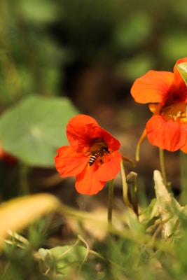 A bee is collecting nectar from a vibrant orange flower, which is surrounded by green leaves and blurred foliage in the background.