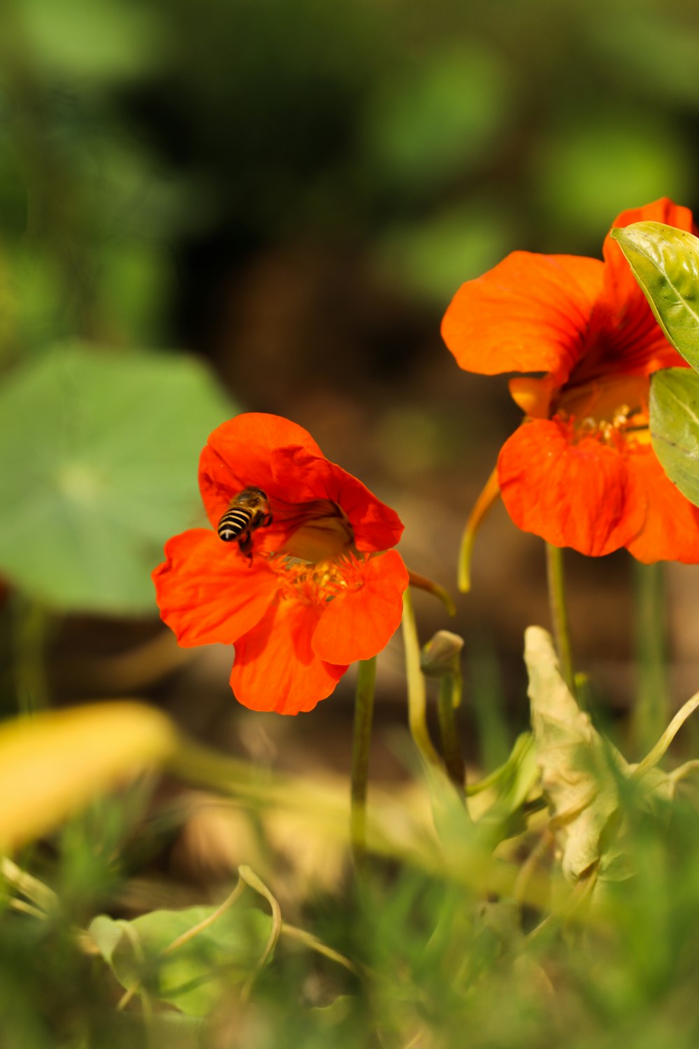 two orange flowers with a bee on them
