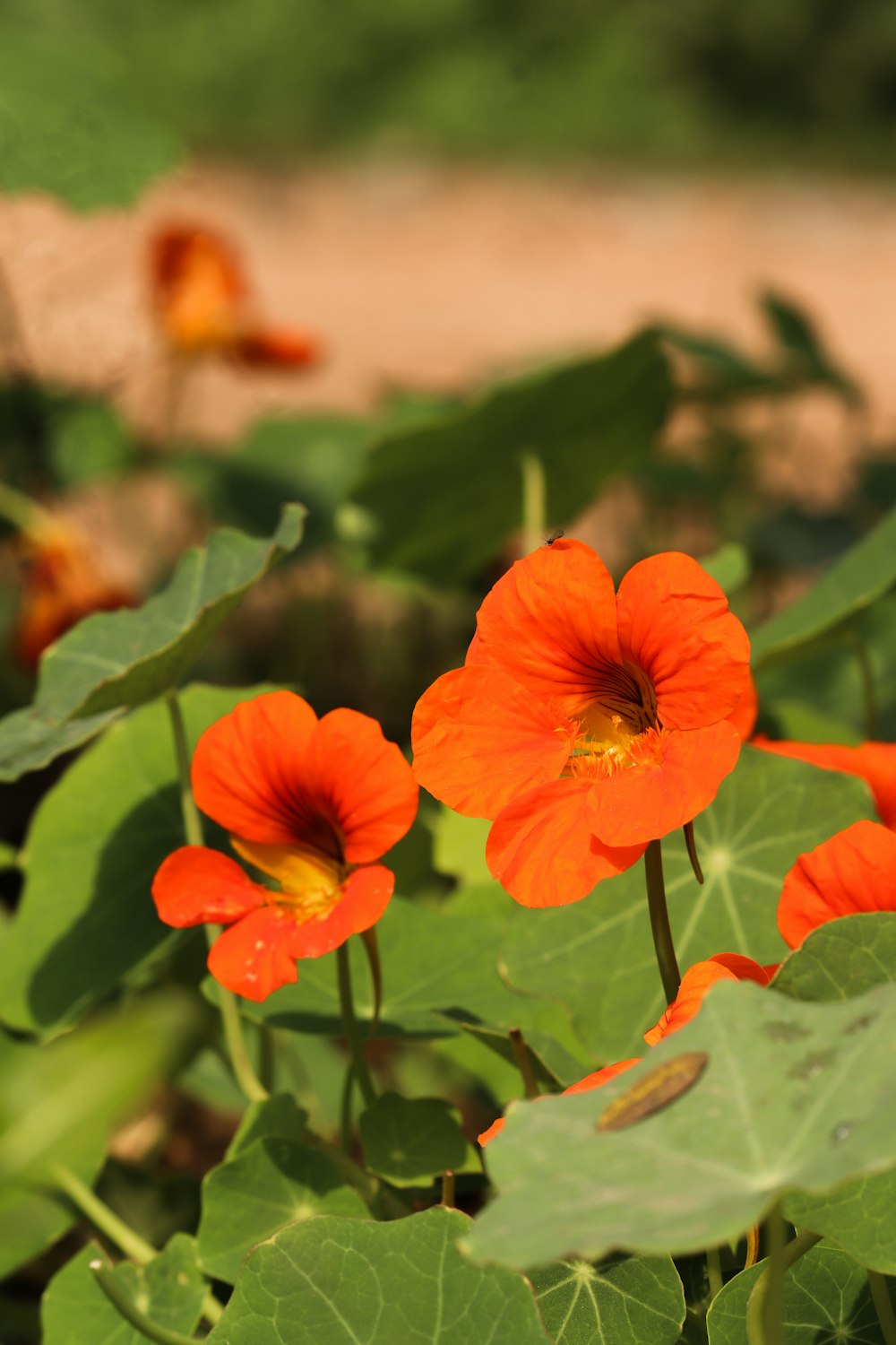 a group of orange flowers with green leaves