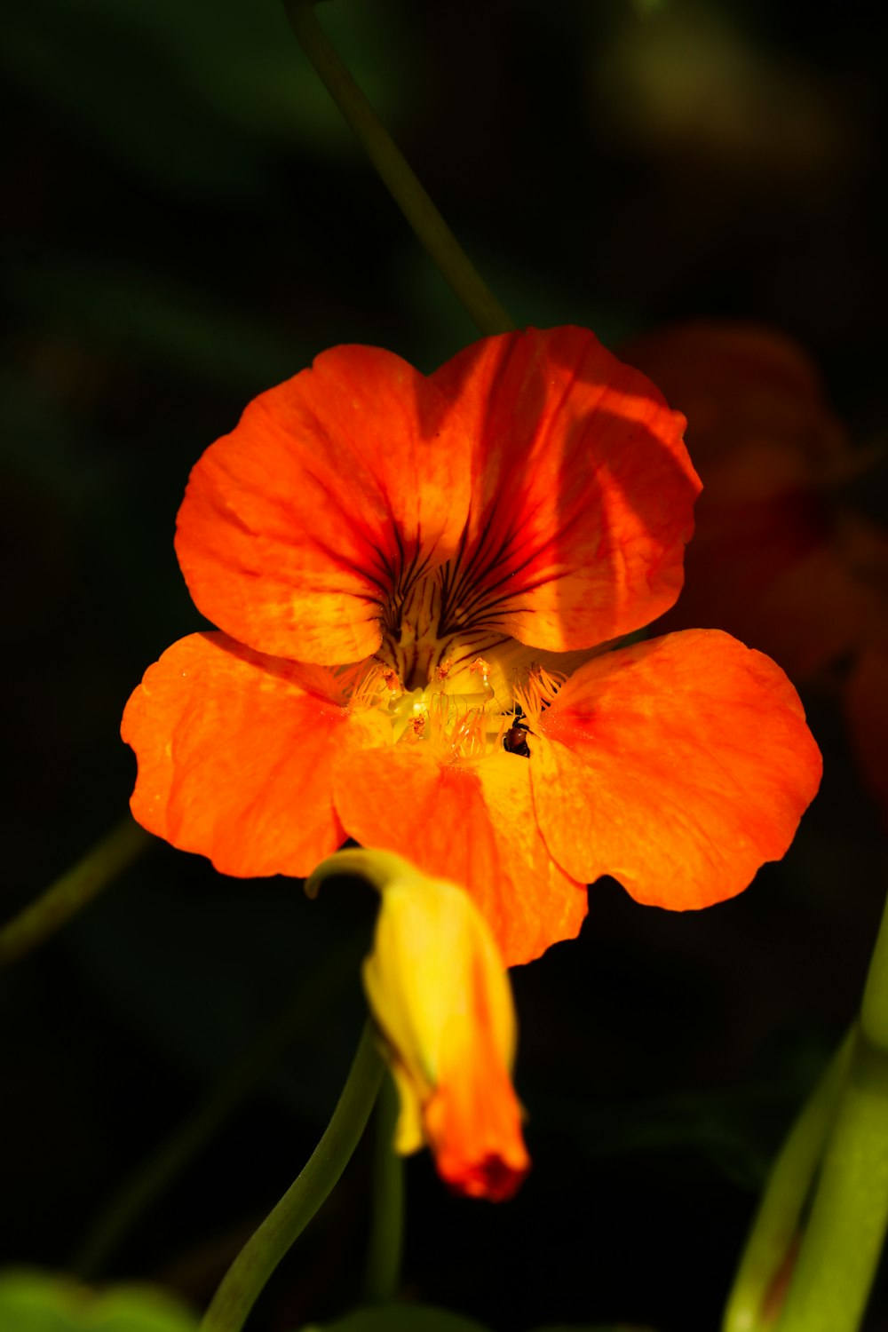 a close up of a flower with a blurry background