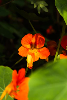 Vibrant orange nasturtiums climbing a trellis with bees visiting the blossoms