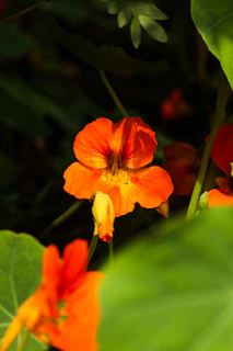 Vibrant orange nasturtiums climbing a trellis with bees visiting the blossoms