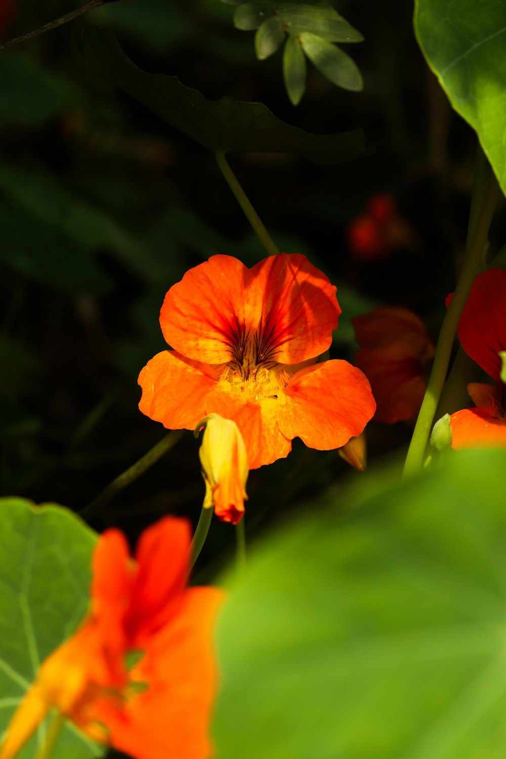 a close up of a flower with leaves in the background