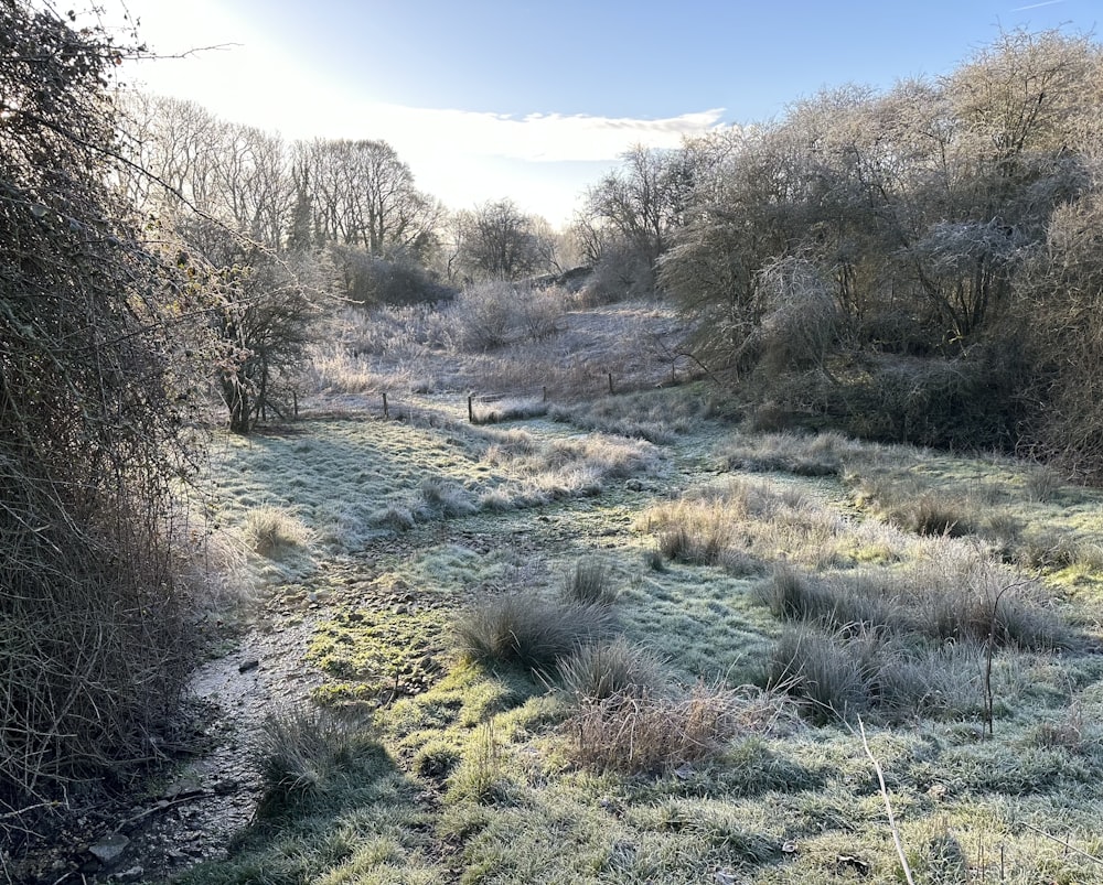 a field covered in frost next to a forest