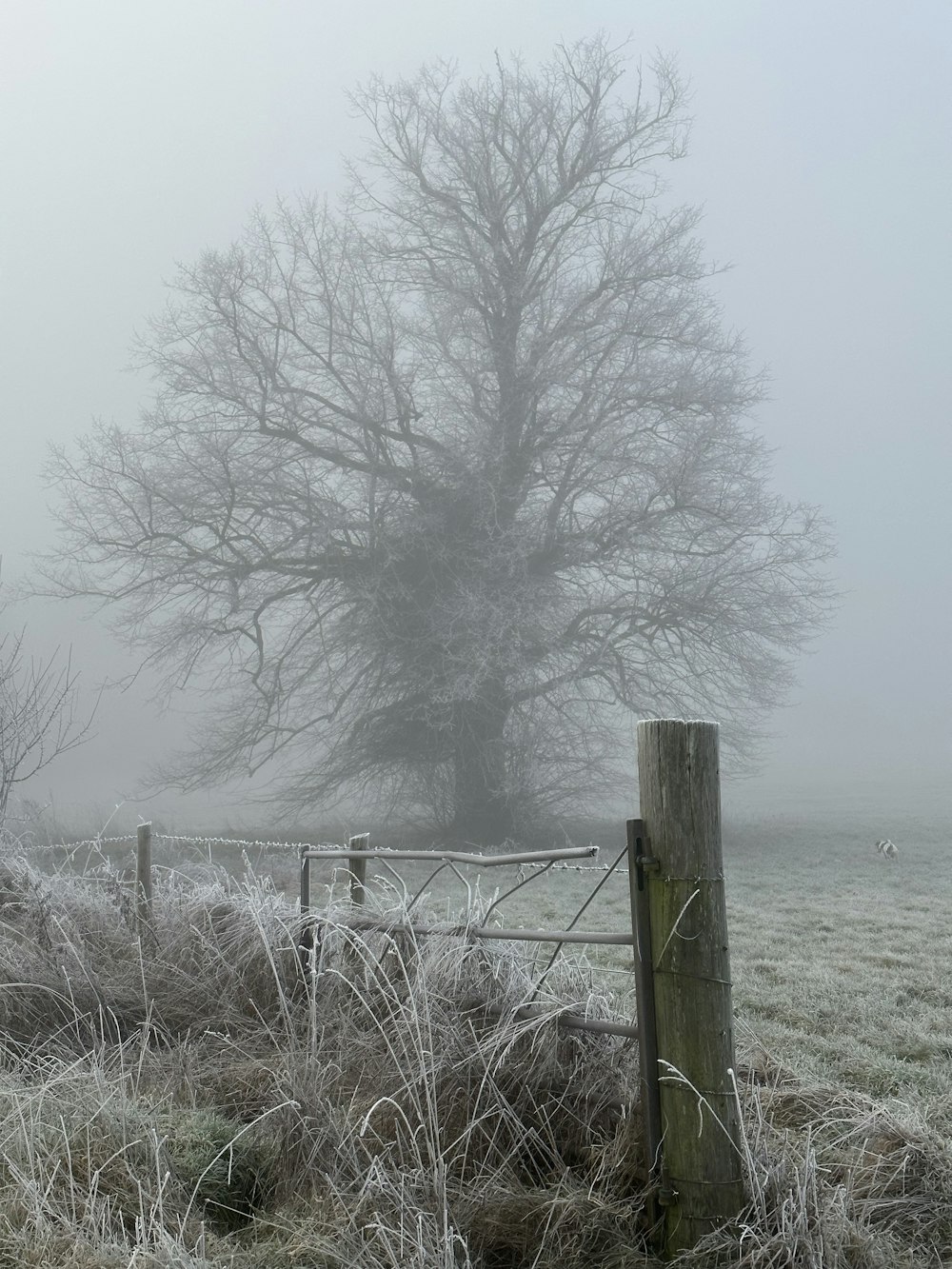 a foggy field with a fence and a tree