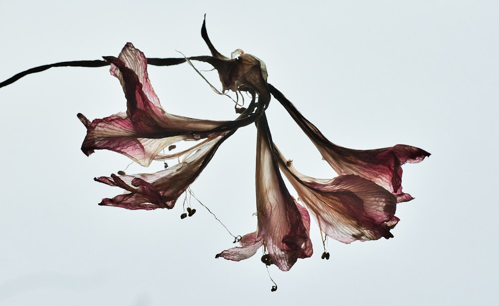 a close up of a flower on a tree branch