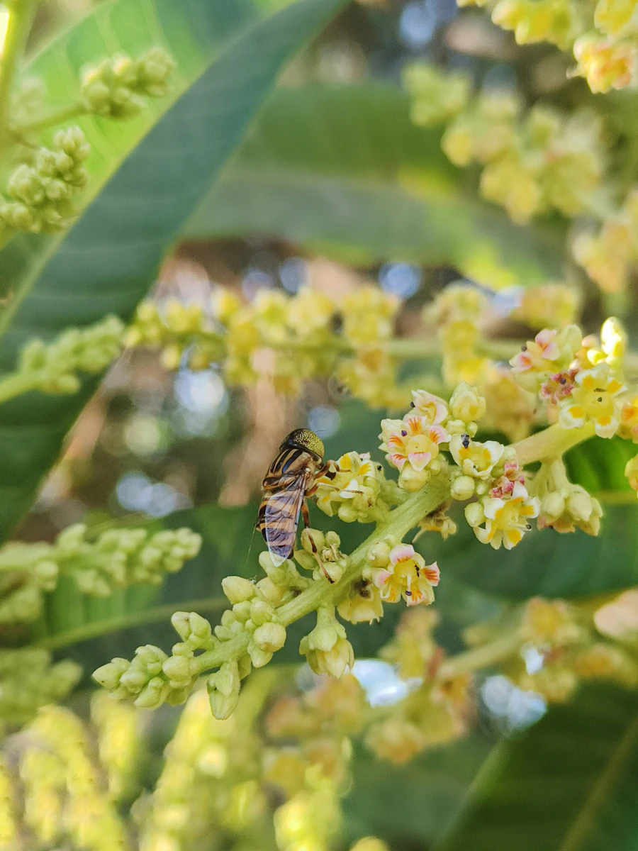 Flor de mango