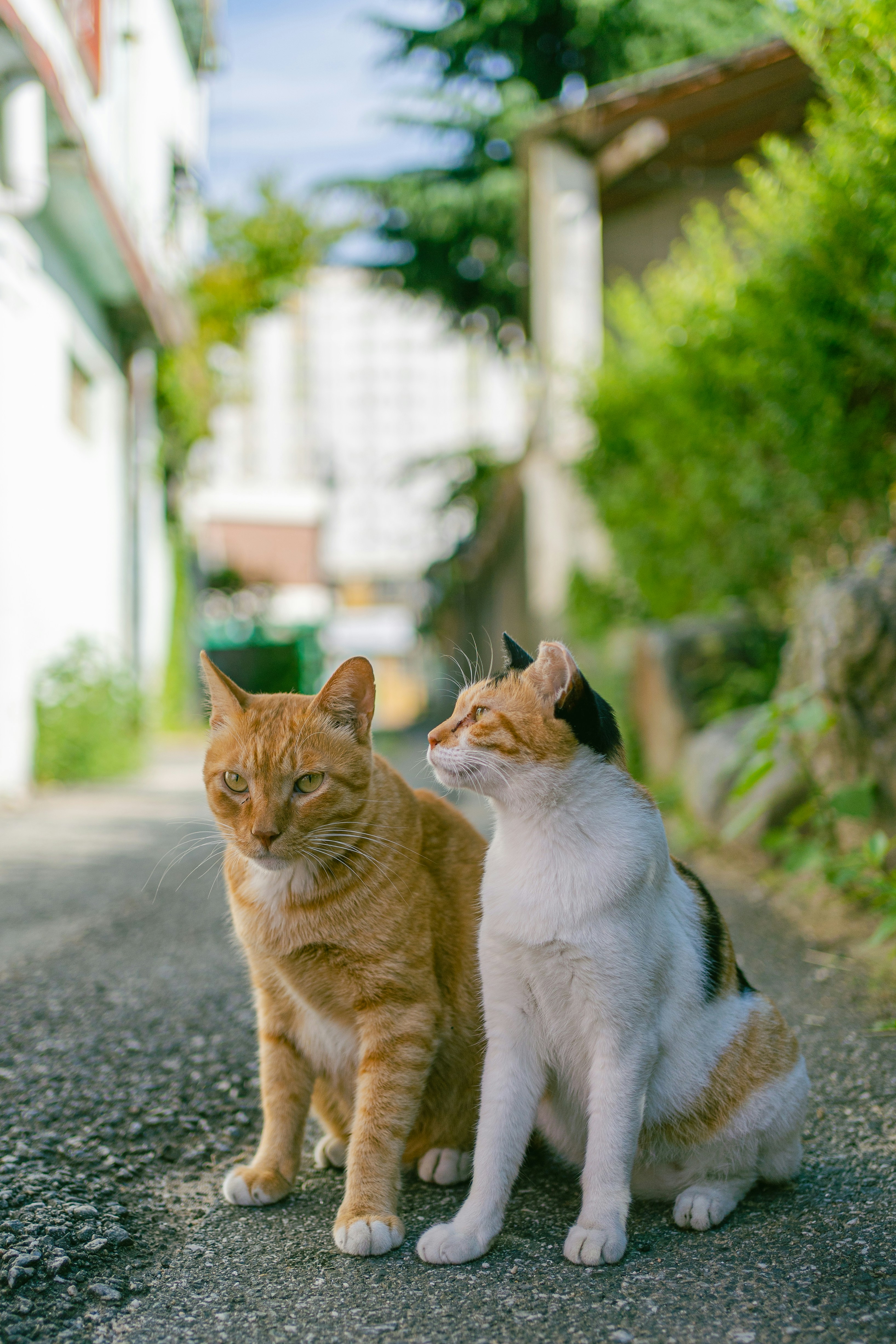 Protecting Their Favorite Person (image credits: unsplash)