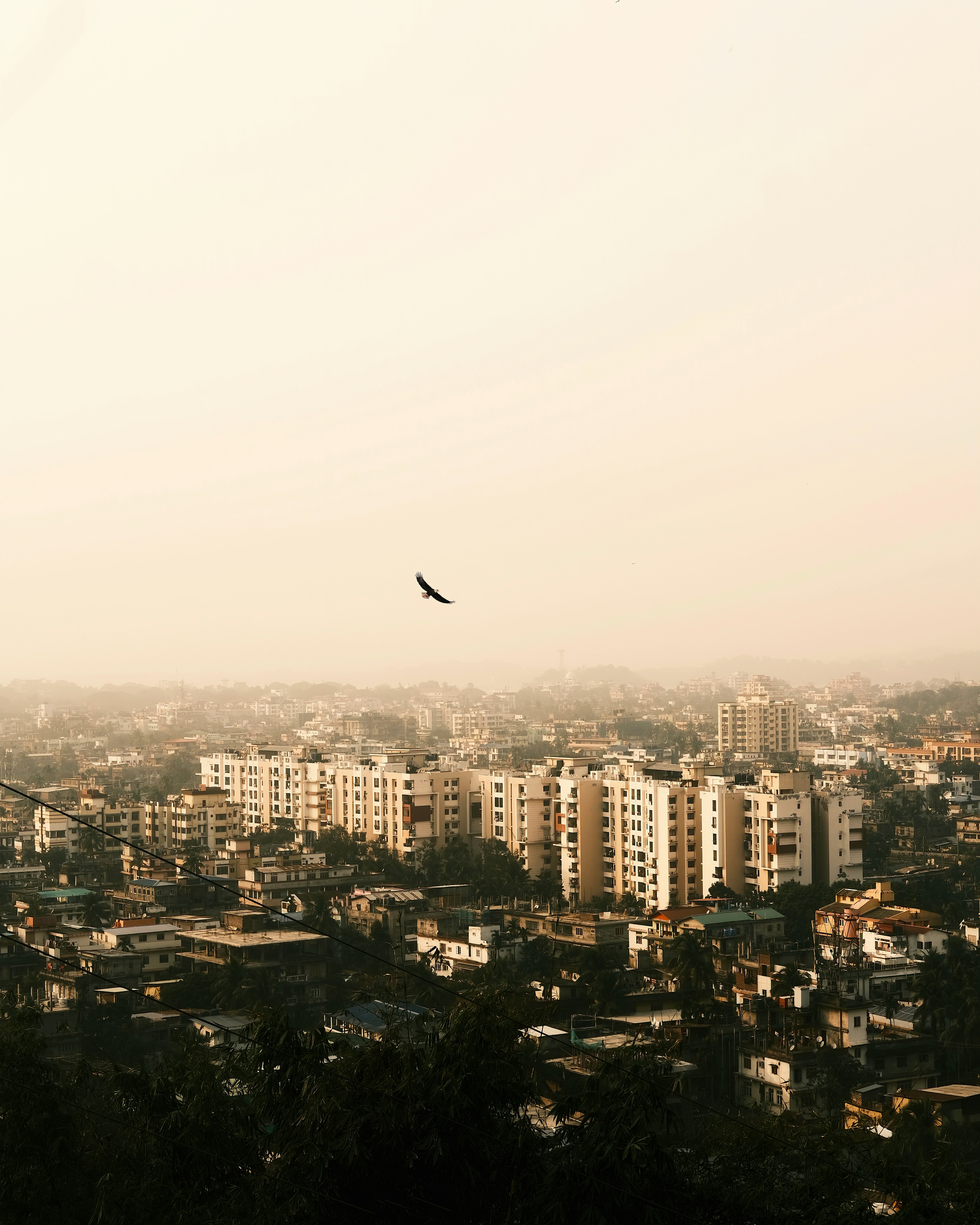 高層ビルのある街の上空を飛ぶ鳥