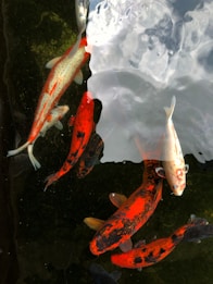 A group of koi fish swimming in a pond with clear water reflecting the sky and surrounding environment. The fish display various colors, primarily shades of red, orange, black, and white. The water is partly covered with shadows and a vibrant, textured surface.