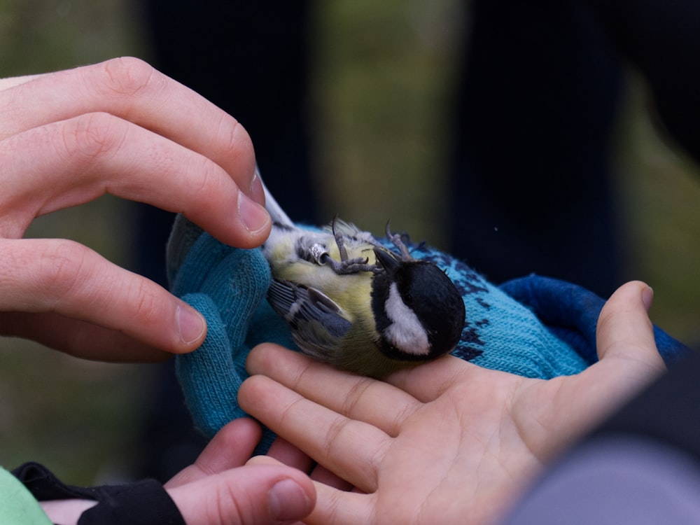 a small bird is being fed by a person