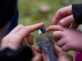 A small bird is gently held by several hands. The bird has a black head, white cheeks, and greenish-yellow body feathers. The background is softly blurred, suggesting an outdoor, natural setting.