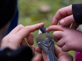 Volunteers releasing rehabilitated birds back into a lush African savannah habitat.