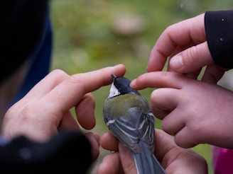 A volunteer gently tending to a rescued bird in a sunny outdoor rehabilitation center surrounded by greenery.