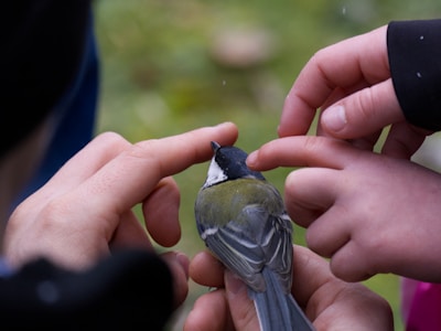 Children releasing rehabilitated birds back into the wild.