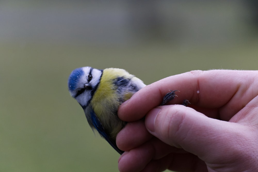 a small blue and yellow bird sitting on a persons hand