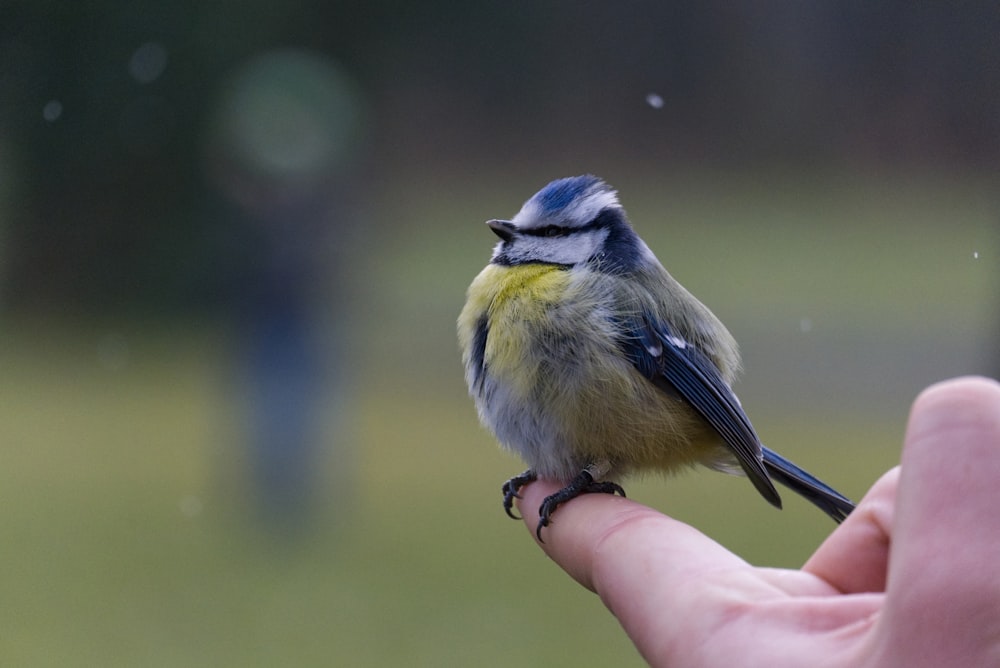 a small blue and yellow bird perched on a persons hand