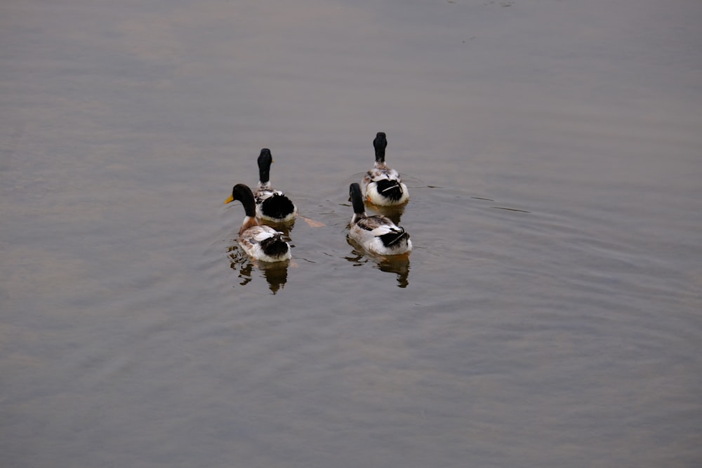 Trois canards nagent ensemble dans l’eau