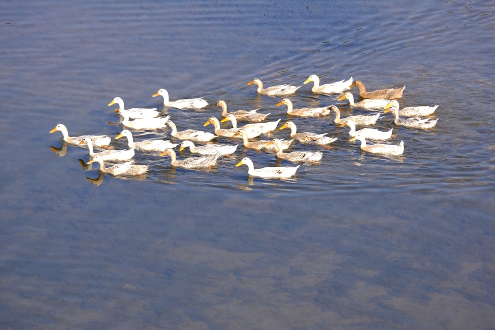 a flock of ducks floating on top of a lake