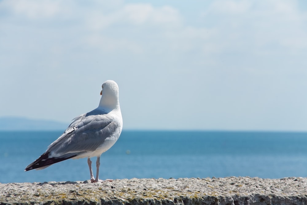 a seagull is standing on a rock near the ocean