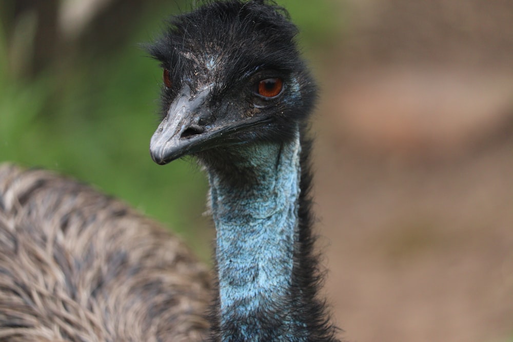a close up of an ostrich with a blurry background