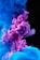 Vibrant plumes of pink and blue ink swirl and mix together in water, creating an abstract and mesmerizing pattern against a dark background.
