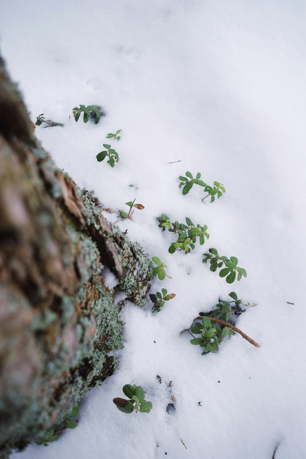small green plants growing out of the snow