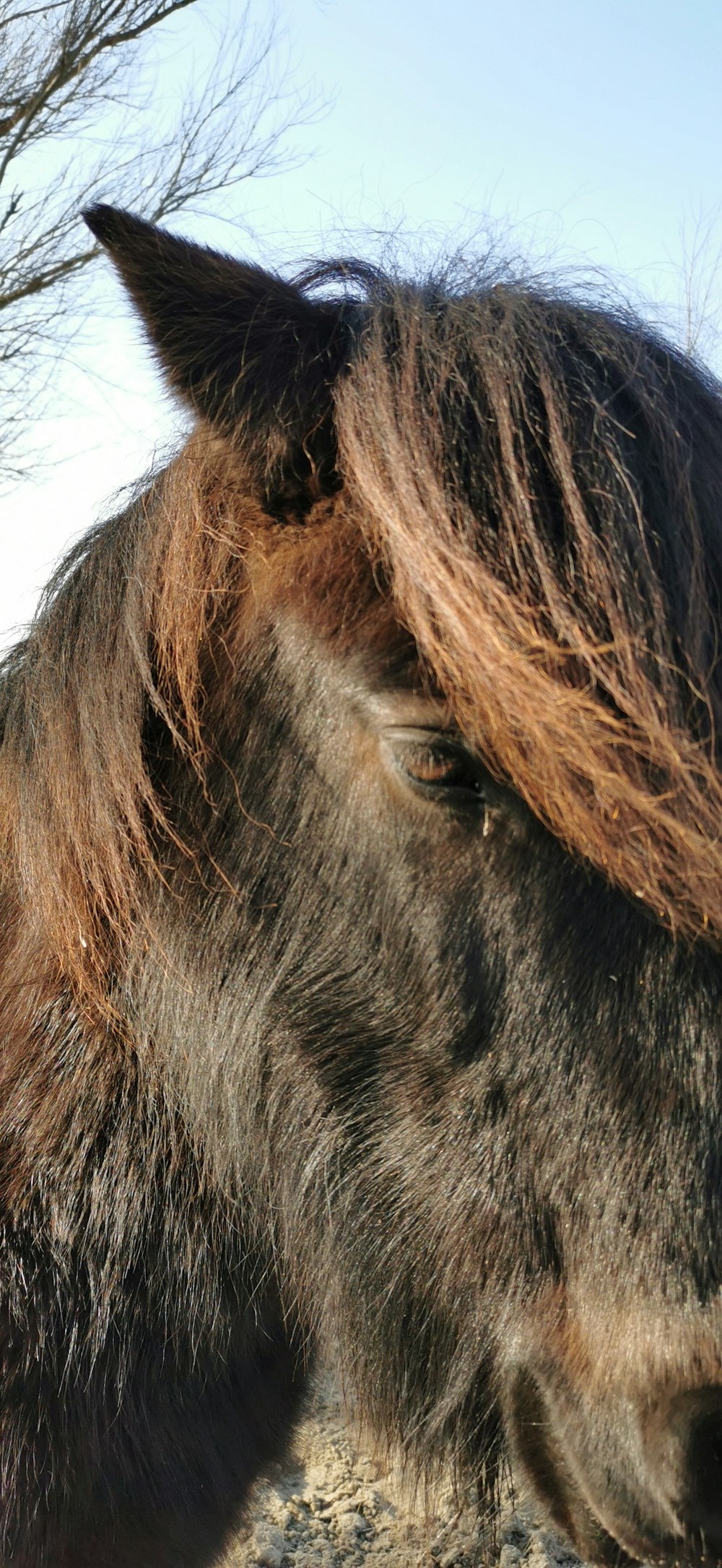 a close up of a horse with long hair