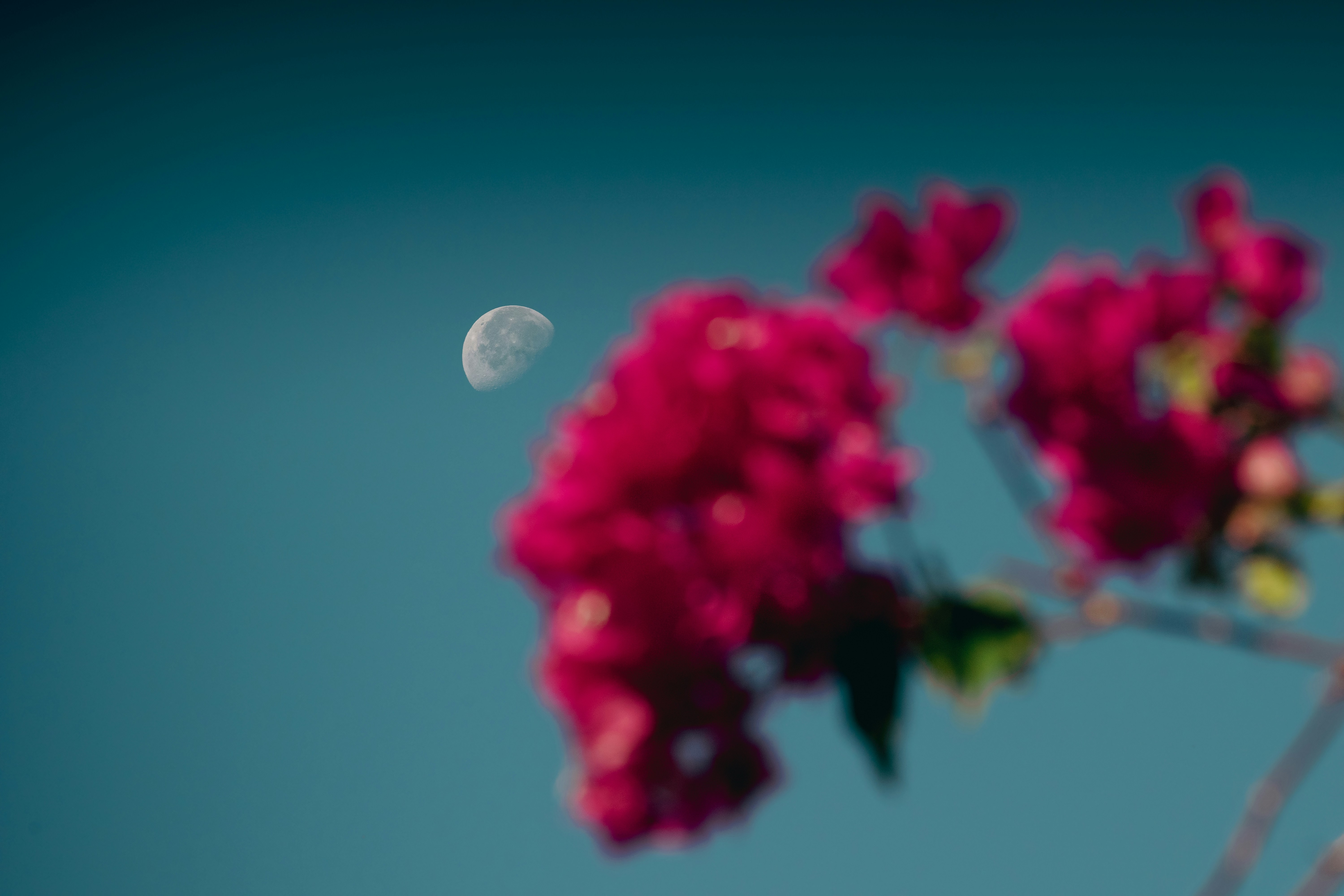 a full moon is seen through the branches of a tree
