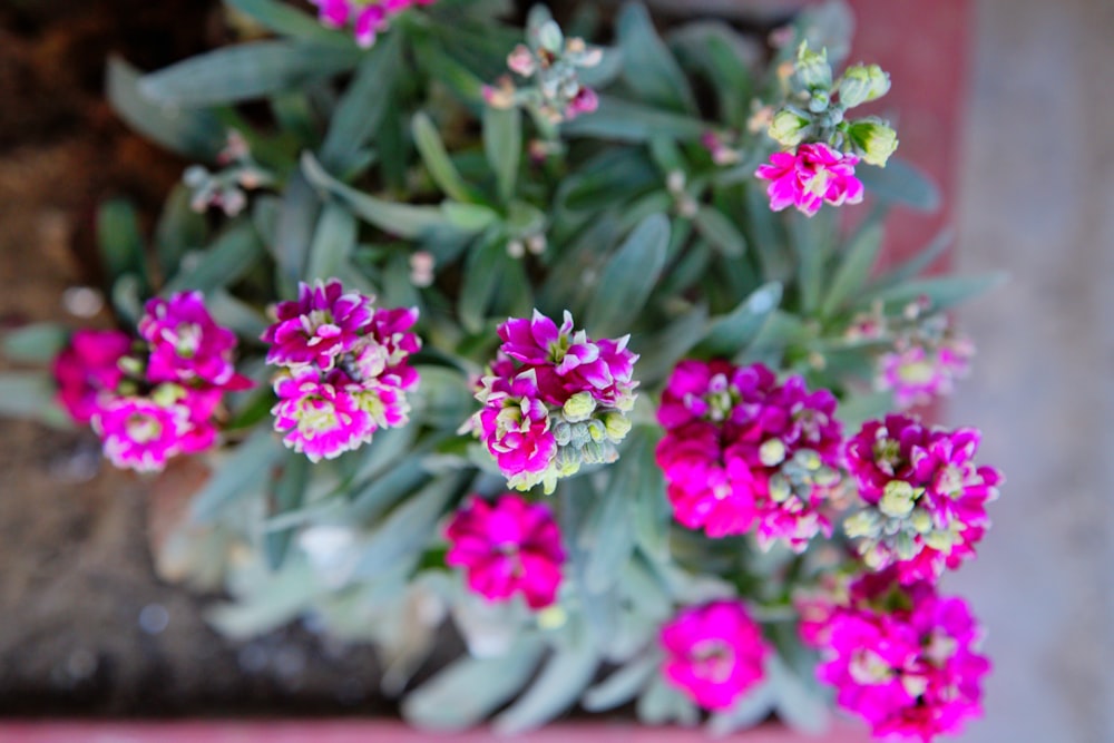 a bunch of flowers that are in a pot