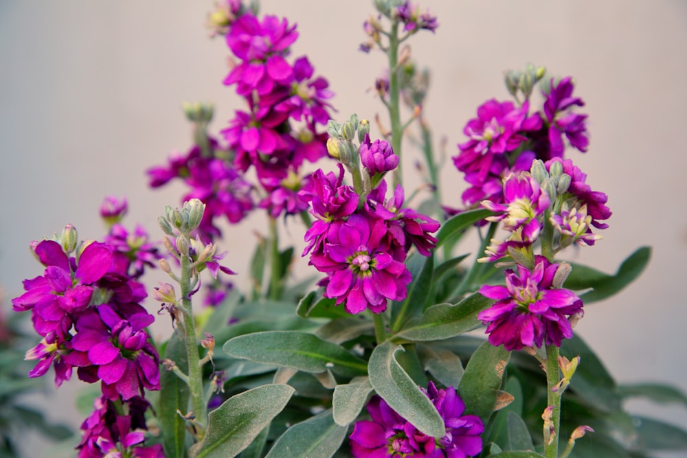 a bunch of purple flowers with green leaves