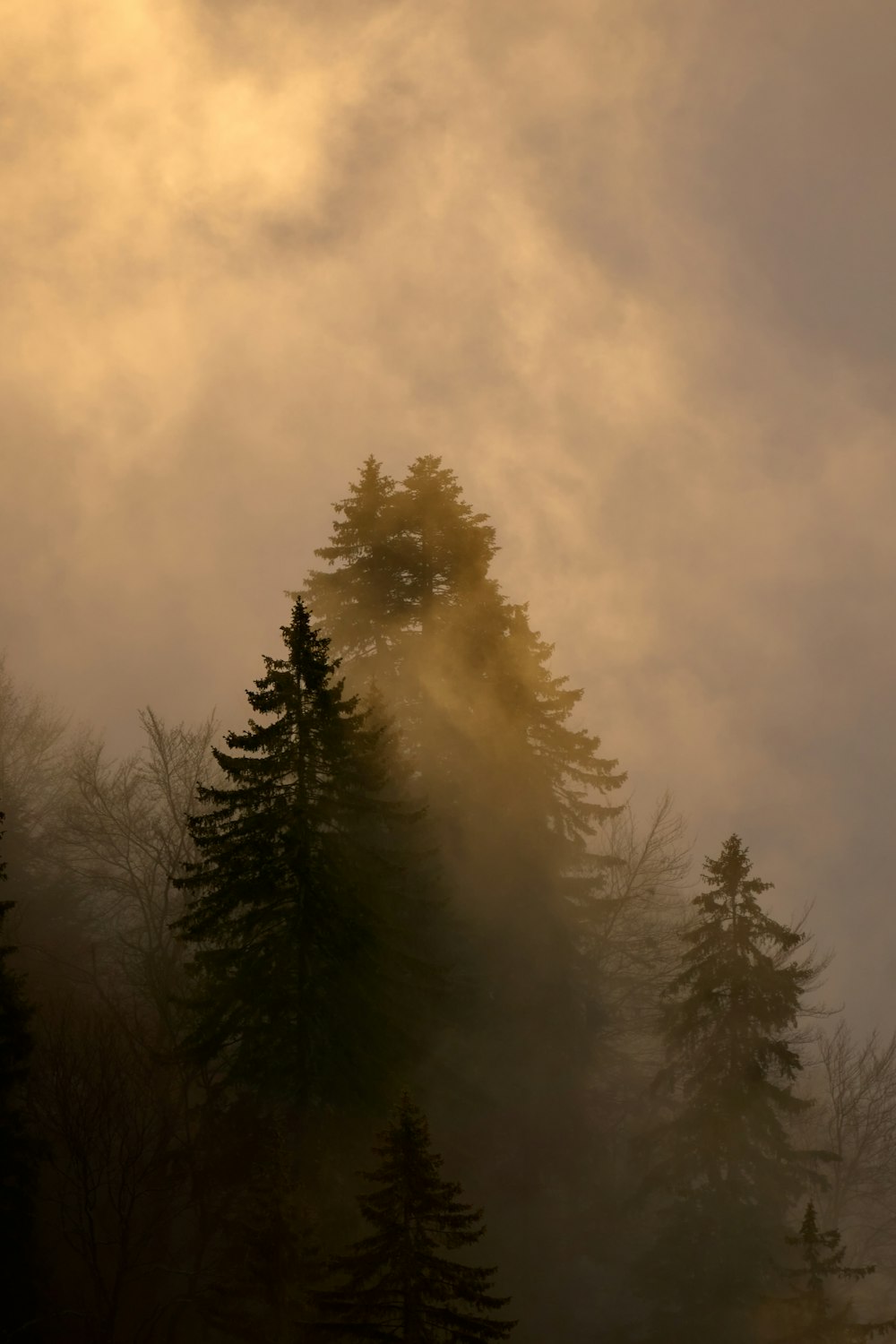 a forest filled with lots of trees under a cloudy sky