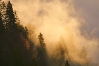 Golden sunlight filtering through tall pine trees on a misty morning hike.