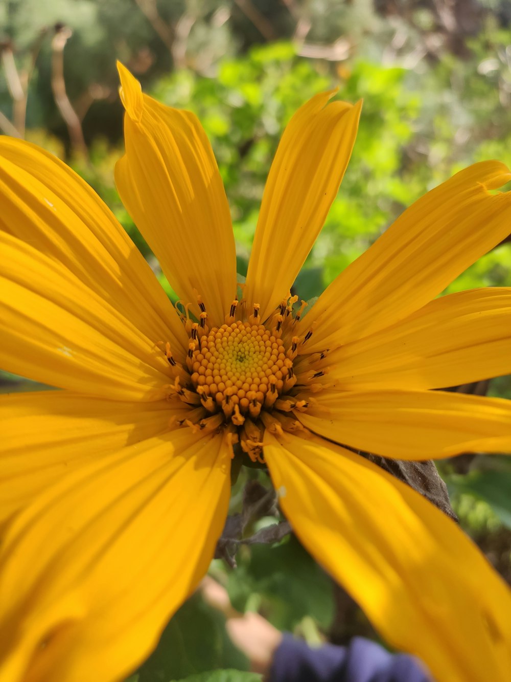 a close up of a yellow flower in a field