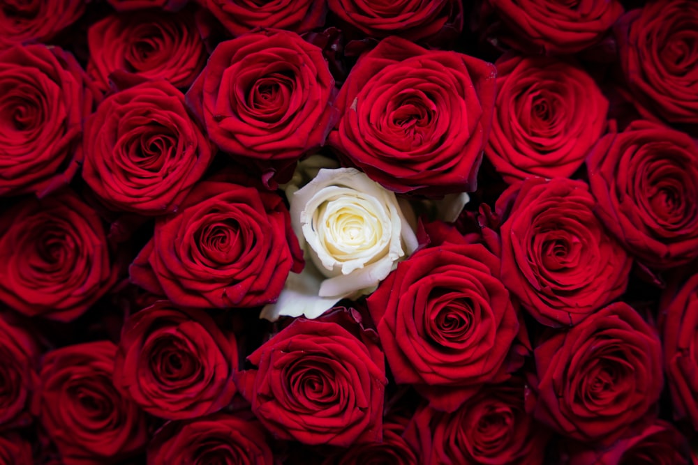 a large group of red and white roses