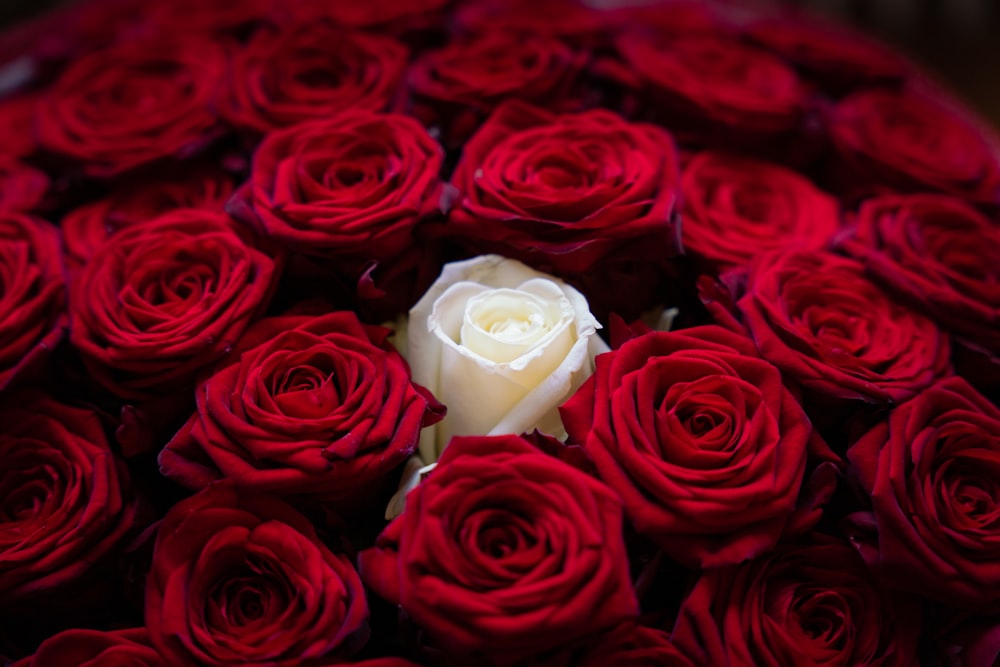a bouquet of red roses with a white center